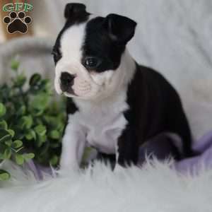 Boots, Boston Terrier Puppy